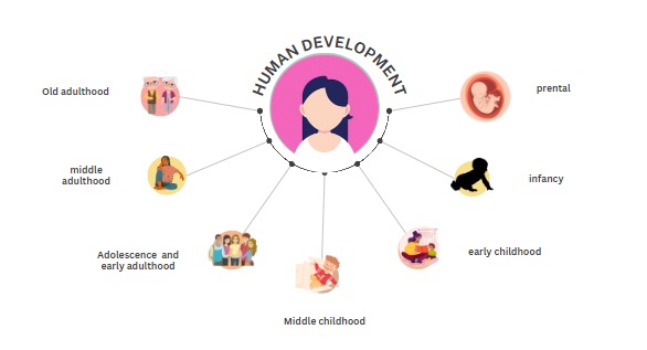 Stages of human development - Developmental Psychology