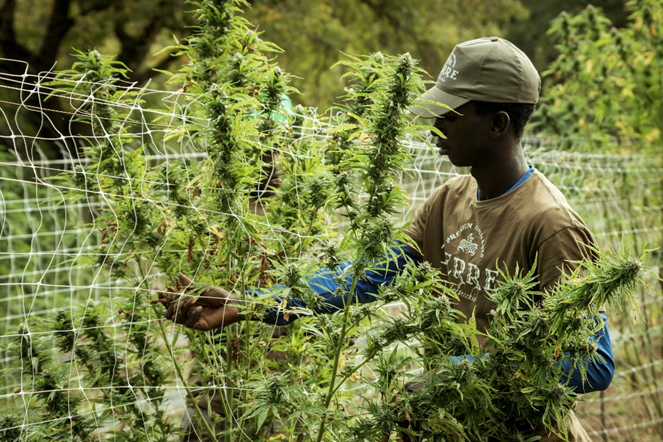 Cannabis Cultivation