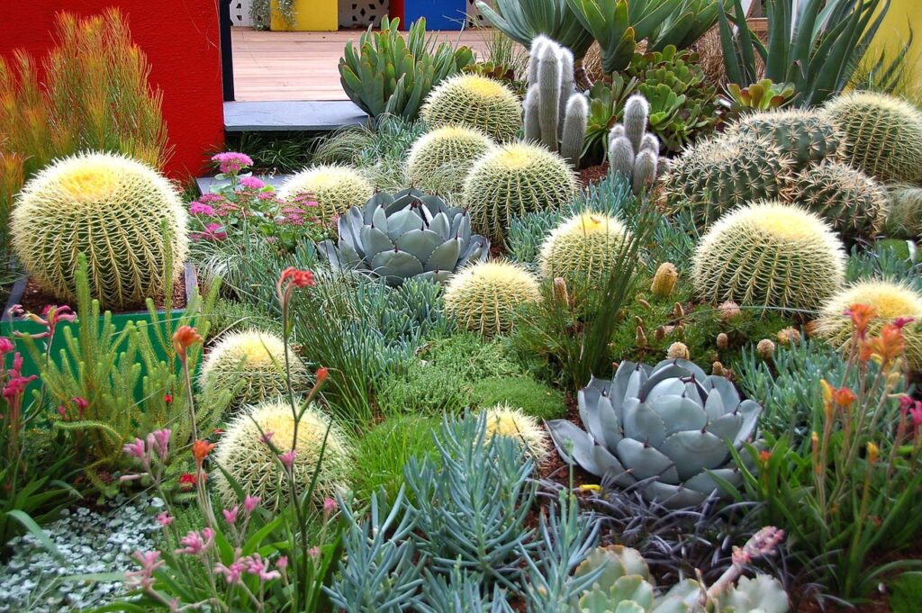 Cactus Landscaping