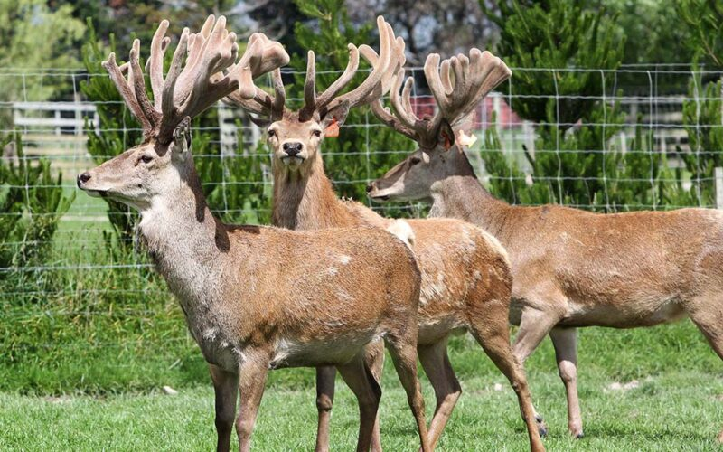 Deer Velvet